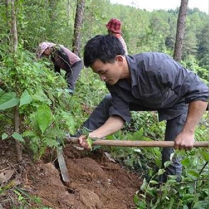 茯苓价格与行情的多变因素，季节、地域及供求关系分析