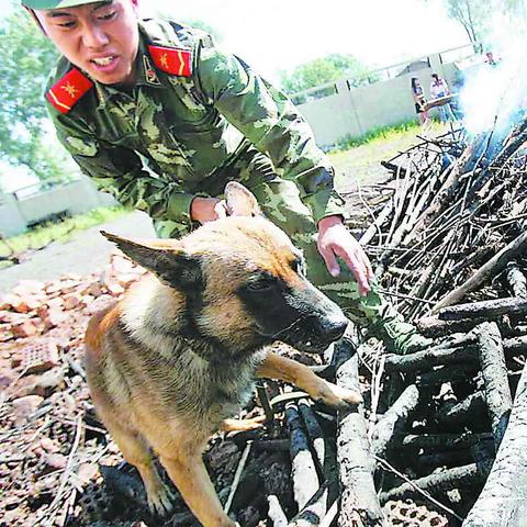 因公死亡数据分析报告